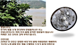 1+1황칠차티백 간에 좋은 성분 다량 함유 황칠나무 국내산수제차100% : 섬농부 신안다원