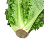 통로메인 로메인 상추 1kg : 야채24닷컴