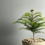 아라우카리아 식물만 크리스마스 생화 트리 : 어제봤던식물