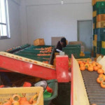 38-39과 가정용 유기농 농산물 제15106372호 발효 유황 농산물 2017-49호 단감 : 발효유황무농약세동농장