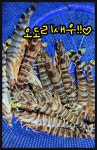 달달한 오도리 추천, 통영 보리새우, 활새우, 자연산 오도리, 오도리새우, 싱싱한 보리새우, 제철 오도리 새우,. : 통영 해물세상