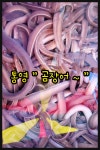 통영 꼼장어, 곰장어 손질, 술안주로 밥반찬으로도 최고 꼼장어, 곰장어 요리, 손질 오케이, 몸보신 꼼장어 구이,. : 통영 해물세상
