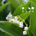 독일 은방울꽃 4치포트 모종 화분지름 약10cm 흰색 : 꽃빛농원