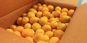 [수진이네 귤농장] 새콤달콤 서귀포 노지감귤 10kg : 수진이네 귤농장