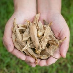 약초박사 국내산 천문동 말린 건조 천문동차 : 약초 박사