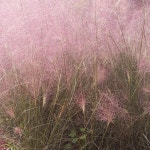 핑크뮬리 x 10포트 지피식물 노지월동 다년초 야생화 꽃모종 여름꽃 가을꽃 : 두륜산야생화