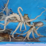 국내산 산소포장 활낙지 산낙지 뻘낙지 1마리 100g 내외 : 힘찬수산