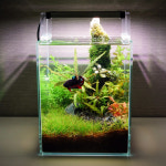 수초어항 N0009 베타 구피 미니 인테리어 어항 세트 (20x20x25cm) : 수초어항 제작소
