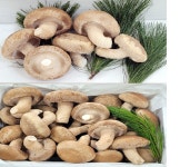 송화고 송화송고 착한송이 선물용명품 송향버섯1kg : 송향버섯농장