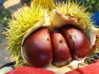 약품처리안한 부여밤 병고밤(대,특) 1kg : 만석이네농장