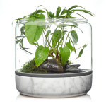 Geonature 지오네이처 모모-아쿠아 MOMO-AQUA 테라리움 이끼 키우기 천연가습기 : 스토어45