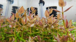 살즈마니 퍼플 4촉(bacopa salzmannii purple) 수초주인장 유경수초 포인트수초 전경수초 중경수초 후경수초 초보수초 : 플랜츠 마스터