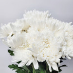 대국 생화 한단 생화꽃 꽃택배 성묘국화 농장직송 도매 : 꽃을 든 천사