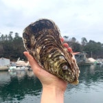 통영 굴택배 대왕 삼배체굴 석굴 5kg : IT TEM