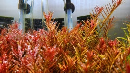 로탈라 홍콩 10+5촉 (Rotala Hong Kong) 수초주인장 유경수초 포인트수초 전경수초 중경수초 후경수초 초보수초 : 플랜츠 마스터