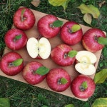 영주 풍기 꿀 부사사과 5kg : 풍기댁