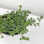 타라 모종 블루체인 필레아 글라우카 공기정화식물 행잉플랜트 : 마이플랜트