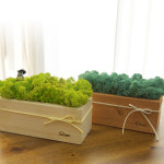 스칸디아모스 소포장 20g 손질모스 공기정화식물 diy 만들기 재료 : 비오스샵