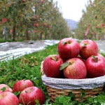 영주 풍기 꿀 부사사과 5kg : 풍기댁