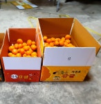 서귀포감귤농장. 노지 타이벡 할인 10kg 혼합과 중대과 탐나마씸 일등감귤 택배포함 : 탐나마씸