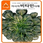 (아시아)다채씨앗종자 아시아비타민 다채(4000립) 3봉 : 성실원예