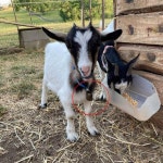 암소 말 양 방목 구리 종 작은 황동 가축 염소 농장 시끄러운 벨 장거리 철 6 개 : 서현5 수정