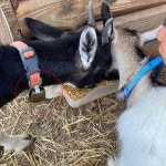 암소 말 양 방목 구리 종 작은 황동 가축 염소 농장 시끄러운 벨 장거리 철 6 개 : 서현5 수정