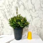 개나리자스민 자스민 꽃 추위에강한식물 개나리쟈스민 화초 : 나만의화원