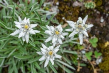 꽃씨앗 에델바이스 연중파종 꽃키우기 희귀씨앗 모종 수입 야생화 : MoNACo