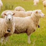 암소 말 양 방목 구리 종 작은 황동 가축 염소 농장 시끄러운 벨 장거리 철 6 개 : 서현5 수정