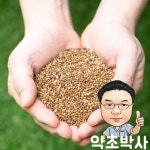 약초박사 국내산 토사자 새삼 씨 토사자차 : 약초 박사