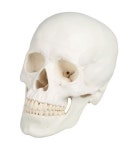두개골 모형 : 조앤지컴퍼니