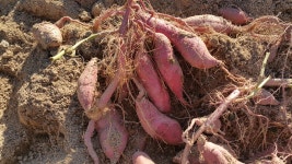 여주 밤고구마 퍽퍽한 고구마 못난이 3kg 5kg : 슬기농장