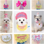 레드퍼피/해피꼬깔모자세트 : REDPUPPY