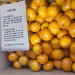 [성훈 농장]제주 타이벡 감귤 5kg, 10kg★산지직송 전국택배 : 성훈 농장