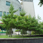 스트로브잣나무 키100cm 정원수 상록수 : 대영나무마켓