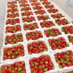 (과일천국1번지) 매장용 생 딸기30kg : 과일판매