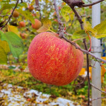 문경 신기농원 부사 흠과 10kg : 신기농원