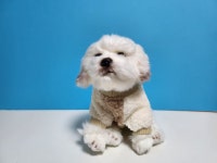 부르댕댕, 댕댕아옷입자, 강아지옷 몽실이 니트(S~2XL) : 부르댕댕