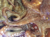 당일조업 국내산 통영 돌문어 1kg 생문어 활문어 활돌문어 : 통영 83수산