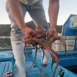 당일조업 국내산 통영 돌문어 1kg 생문어 활문어 활돌문어 : 통영 83수산