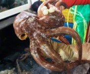 당일조업 국내산 통영 돌문어 1kg 생문어 활문어 활돌문어 : 통영 83수산