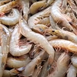 자연산 대하 구이 안면도 제철 대하 새우찜 왕새우 냉동 대하 1kg : 한주디