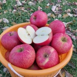 강원도 평창 선물용 부사 사과 10KG : 평창사과 사드래농원