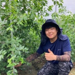 대추나무묘목 왕대추 재배 상왕 접목1년중묘H0.6m : 나무키움묘목농원
