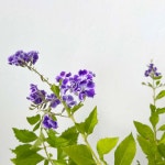 식물쌀롱 자스민 나무 발렌타인자스민 듀란타 대품 초코향 보라 꽃 : 식물쌀롱