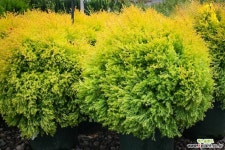 레인골드( Rhein Gold)  21CM포트   조경수  정원수    둥근측백   생울타리  조경나무   포인트묘목  - 꽃보러가자 : 꽃보러가자