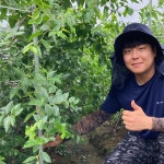대추나무 묘목 사과대추나무 3년생(접2년) 분묘 다왕조오 : 나무키움묘목농원