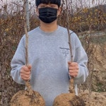 대추나무 묘목 사과대추나무 3년생(접2년) 분묘 다왕조오 : 나무키움묘목농원