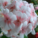 예쁜제라늄 러시아제라늄, 러블리웨라 대왕꽃볼 농장직송 페라고늄 펠라고늄 꽃모종 : 예쁜제라늄농장